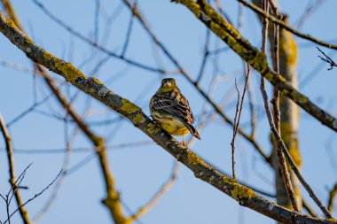 Sarı Çekiç (Emberiza citrinella) açık mavi gökyüzüne karşı liken kaplı bir dala tünemişti..