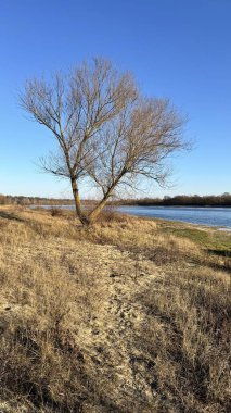 Karla kaplı ağaçlarla kaplı kış manzarası