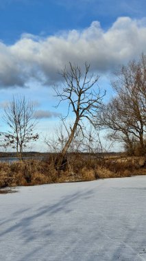 Beyaz karlı bir ağacın yakın plan görüntüsü. Avrupa