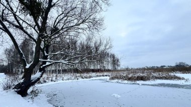 Parktaki kış ormanı manzarası. Polonya