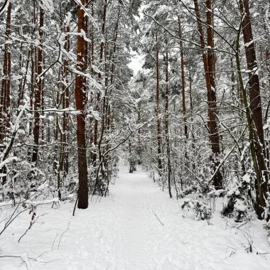 Karla kaplı ağaçlarla kaplı karlı orman