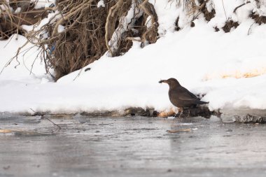 Karatavuk kışın karda