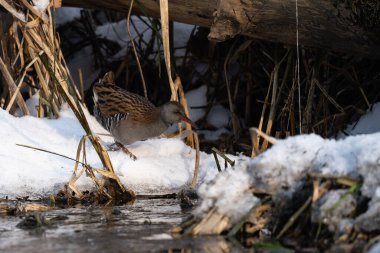 Su Rayları - Rallus aquaticus kış manzarasında