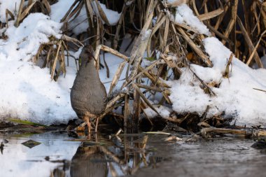 Su Rayları - Rallus aquaticus kış manzarasında