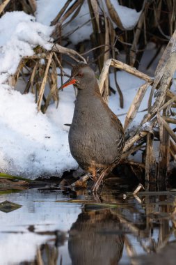 Su Rayları - Rallus aquaticus kış manzarasında