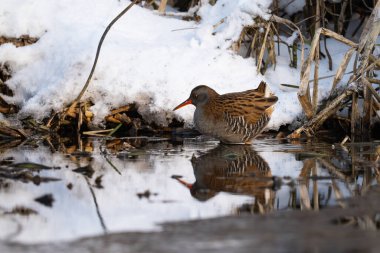 Su Rayları - Rallus aquaticus kış manzarasında
