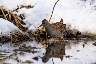 Su Rayları - Rallus aquaticus kış manzarasında