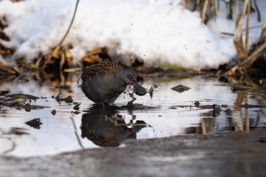 Su Rayları - Rallus aquaticus kış manzarasında