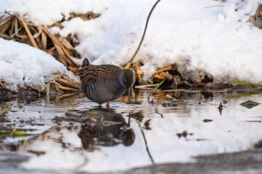 Su Rayları - Rallus aquaticus kış manzarasında