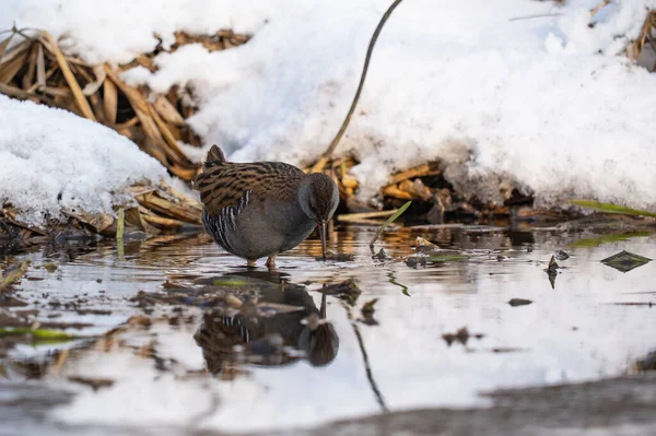 Su Rayları - Rallus aquaticus kış manzarasında