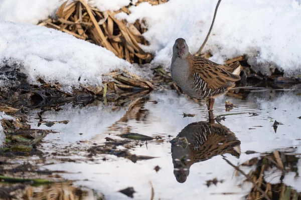Su Rayları - Rallus aquaticus kış manzarasında