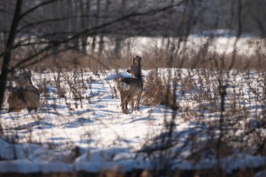 Çayır üzerinde çaylak, kış mevsimi