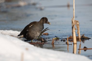 Kışın yiyecek arayan bir bozkır tavuğu - Gallinula kloropusu