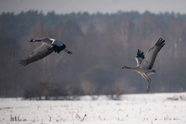 Ormandaki vinçlerin yakın plan çekimi.