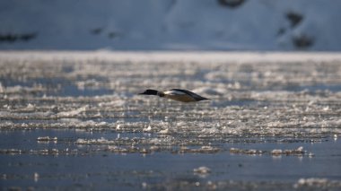 Nehirde bir kuş uçuyor, merganser erkeği.