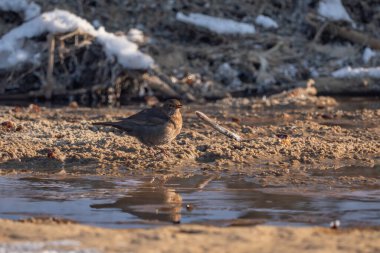 Dişi Karatavuk (Turdus merula) suyun yakınındaki çamurlu zeminde yiyecek arıyor.