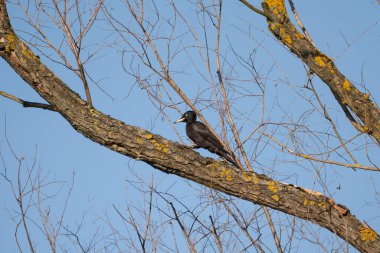 Ormandaki bir dalda Kara Ağaçkakan