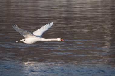 uçuşta beyaz kuğu,