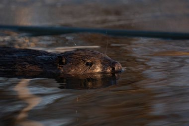 Kışın nehirde yüzen bir kunduz.