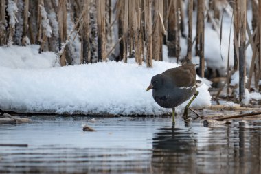 Kısmen donmuş bir gölette yiyecek arayan yaygın Moorhen (Gallinula kloropus)