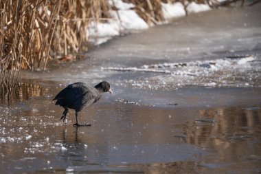 Buzda yürüyen bir yaban ördeği