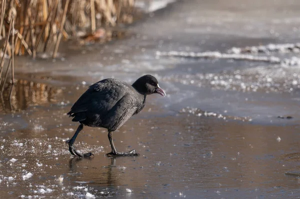 Buzda yürüyen bir yaban ördeği