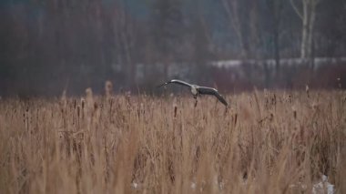 Gri balıkçıl kışın sazlıkların üzerinde uçuyor.