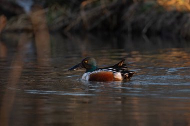 Northern Shoveler (Spatula clypeata) drake in golden hour light. Kuzeyli bir erkek kürekçinin (Spatula clypeata) doğal su ortamında sakince yüzerken yüksek kaliteli, detaylı bir görüntüsü..