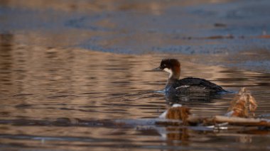 A high-quality side view of a female Smew (Mergellus albellus) swimming in calm water near reed beds. The bird features its characteristic chestnut-brown crown and white cheeks.