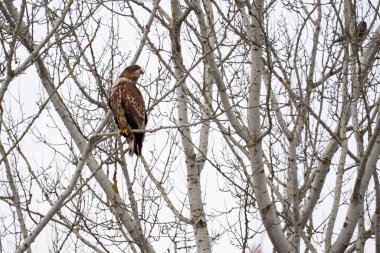 Ağacın dalına tünemiş beyaz kuyruklu kartal