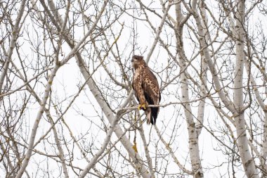 Ağacın dalına tünemiş beyaz kuyruklu kartal