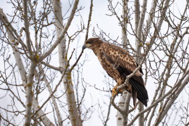 Ağacın dalına tünemiş beyaz kuyruklu kartal