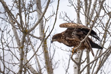 Ağacın dalına tünemiş beyaz kuyruklu kartal