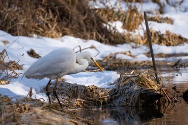 Büyük Akbalıkçıl (Ardea alba) kışın kuru sazlıklar ve karın arasında donmuş bir nehir kıyısında duruyor. Büyük Akbalıkçıl (* Ardea alba *) bir nehir kıyısında bulunur. Uzun, ince boyun ve beyaz tüy kontrastı ile kahverengi, kış kuru sazlar.