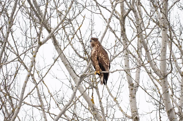 Ağacın dalına tünemiş beyaz kuyruklu kartal