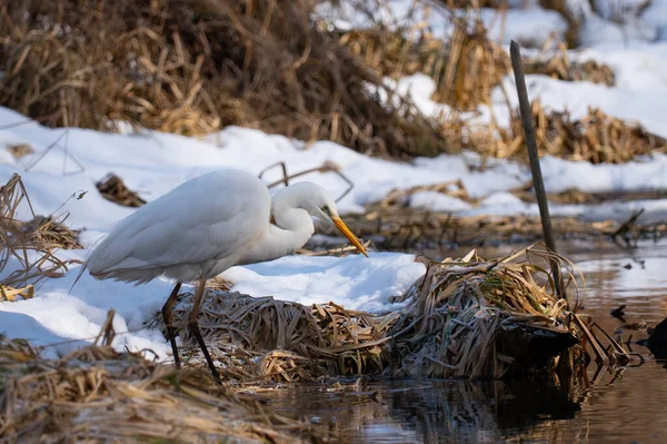 Büyük Akbalıkçıl (Ardea alba) kışın kuru sazlıklar ve karın arasında donmuş bir nehir kıyısında duruyor. Büyük Akbalıkçıl (* Ardea alba *) bir nehir kıyısında bulunur. Uzun, ince boyun ve beyaz tüy kontrastı ile kahverengi, kış kuru sazlar.