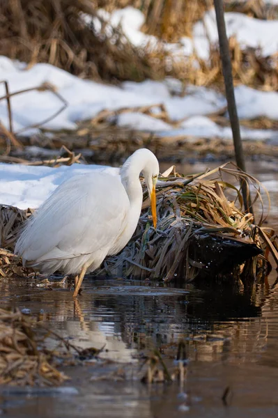 Büyük Akbalıkçıl (Ardea alba) kışın kuru sazlıklar ve karın arasında donmuş bir nehir kıyısında duruyor. Büyük Akbalıkçıl (* Ardea alba *) bir nehir kıyısında bulunur. Uzun, ince boyun ve beyaz tüy kontrastı ile kahverengi, kış kuru sazlar.
