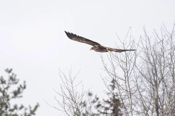 Uçan beyaz kuyruklu kartal