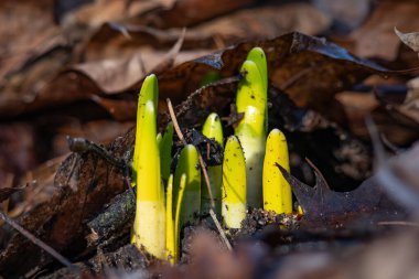 Bahar Kartanesi (Leucojum vernum) orman yaprağı çöplüğünden çıkar ve filizlenir.