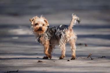 Enerjik Yorkshire Teriyeri köpek yavrusu bahar güneşinde eriyen karla koşuyor ve oynuyor