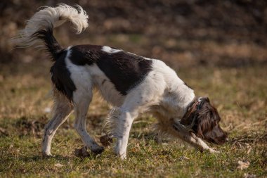 Autumn Park 'ta Aktif Munsterlander Köpek Koşuyor ve Dışarıda Oynuyor