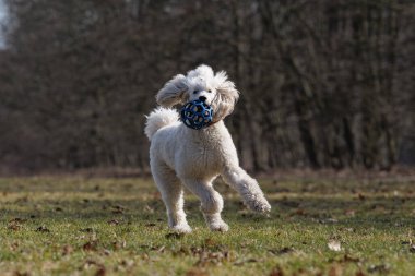 Enerjik beyaz kaniş, tarlaya mavi lastik bir top getiriyor. Düşük açılı, hareket halindeki bir köpeğin görüntüsü. Bulanık doğa arka planı, köpek sporu ve evcil hayvan aktivitesi..