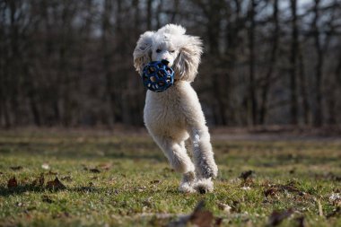 Enerjik beyaz kaniş, tarlaya mavi lastik bir top getiriyor. Düşük açılı, hareket halindeki bir köpeğin görüntüsü. Bulanık doğa arka planı, köpek sporu ve evcil hayvan aktivitesi..
