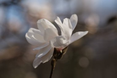 Bahçede çiçek açan manolya ağacıyla bahar arkaplanı.