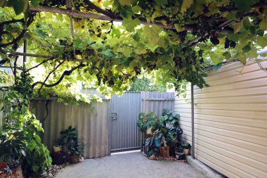 Kapısı olan avlu, yukarıdan bir sarmaşık uzanır kısmen olgun meyvelerle yaz güneşli bir günde