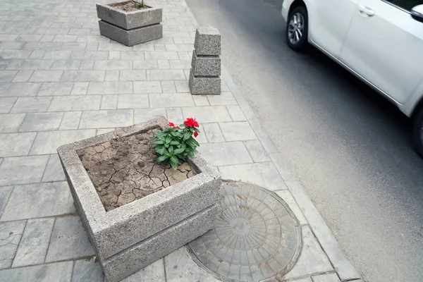 Flower grows in the cracked ground on the sidewalk flower bed next to the road. Survival concept in disadvantage and striving for life