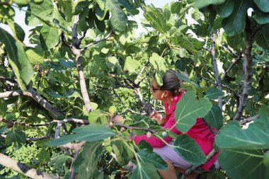 Genç bir kadın ağaca tırmandı ve sık yaprakların arasından olgun incirleri nasıl alacağına baktı.