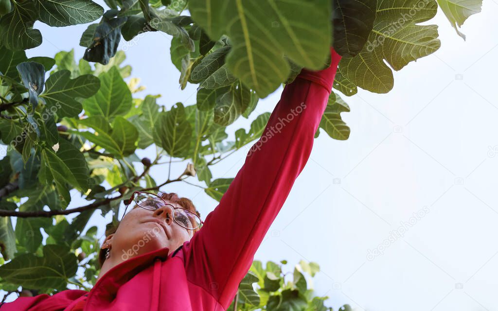 Young woman trying to reach for the take fruit fig among the leaves on the tree against the sky