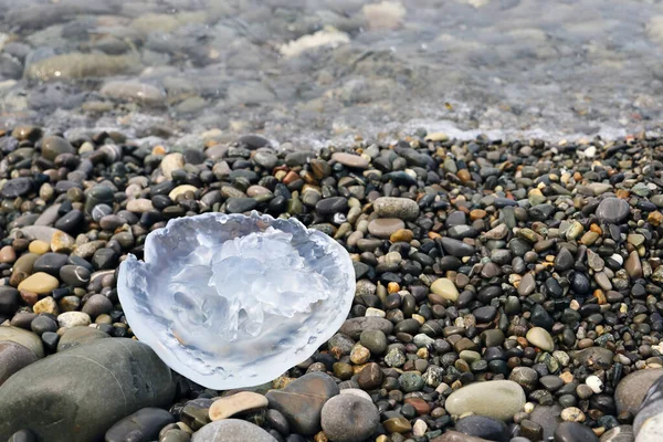 Çamurlu deniz kıyısında yarı saydam ölü denizanası. Çevre sorunları ve doğa koruma