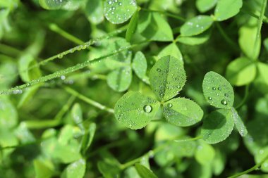 Seçici odak, güneşli bir günde yonca yapraklarına çiğ damlaları.